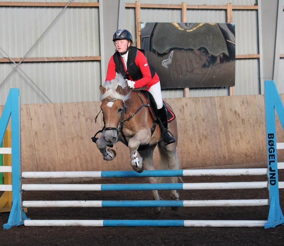 Haflinger RIDEDYRET ALADDIN - 6års første stævne billede 34