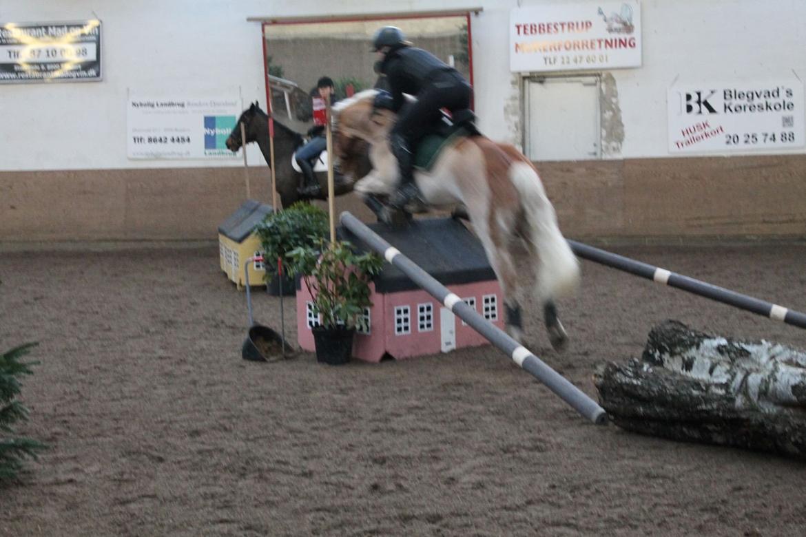 Haflinger RIDEDYRET ALADDIN - 6 års første terrænspring sprang 1 meter smalspring billede 36