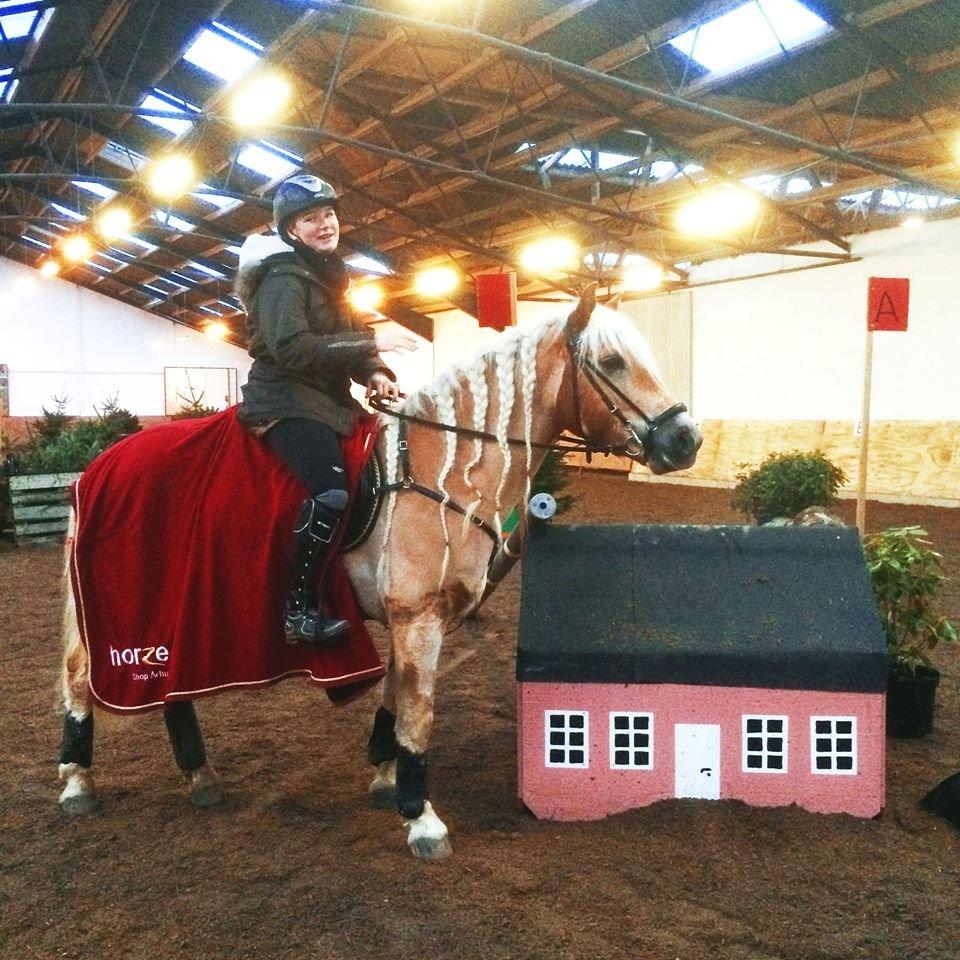 Haflinger RIDEDYRET ALADDIN - 6 års første terrænspring sprang 1 meter smalspring billede 35