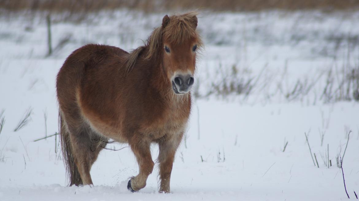 Shetlænder Hulbækgaards Amanda billede 2