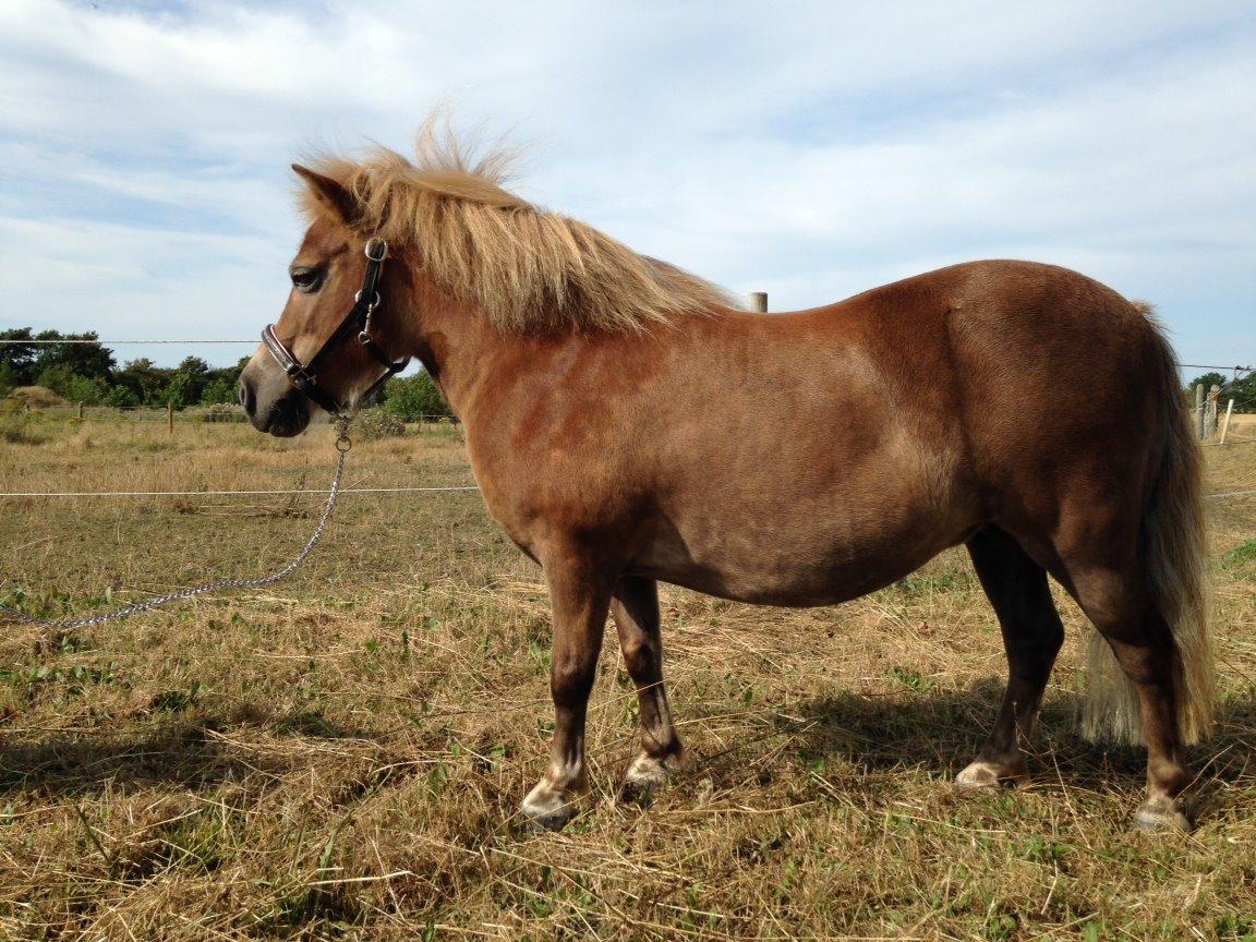 Shetlænder Hulbækgaards Amanda billede 4