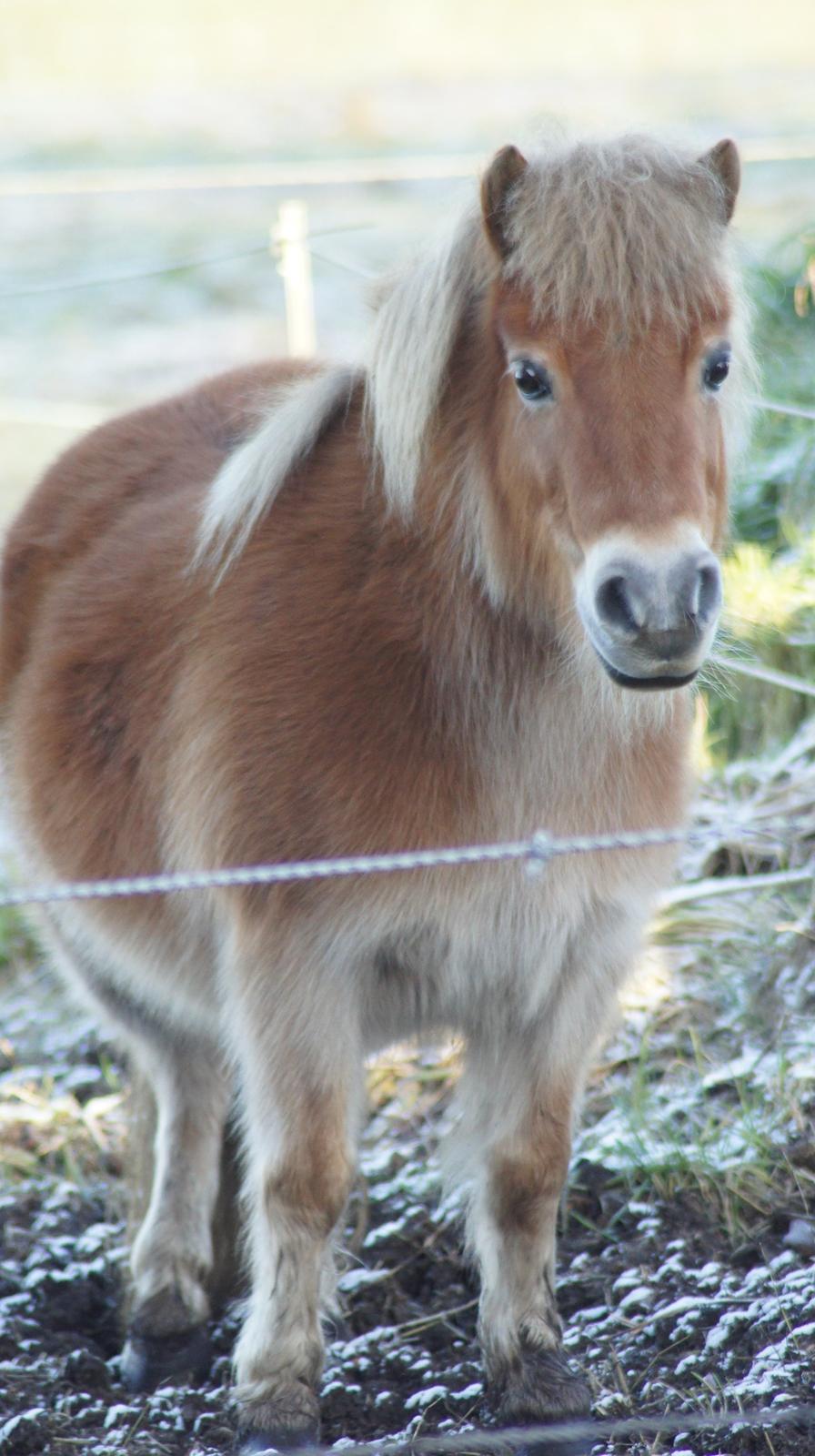 Shetlænder Hulbækgaards Amanda billede 17