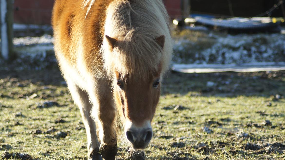 Shetlænder Hulbækgaards Amanda billede 10