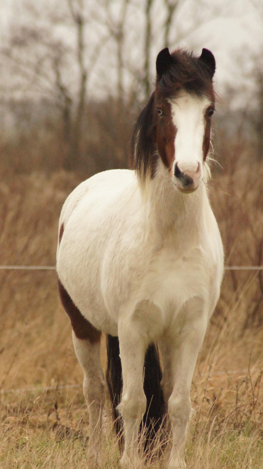 Anden særlig race Chanell billede 4