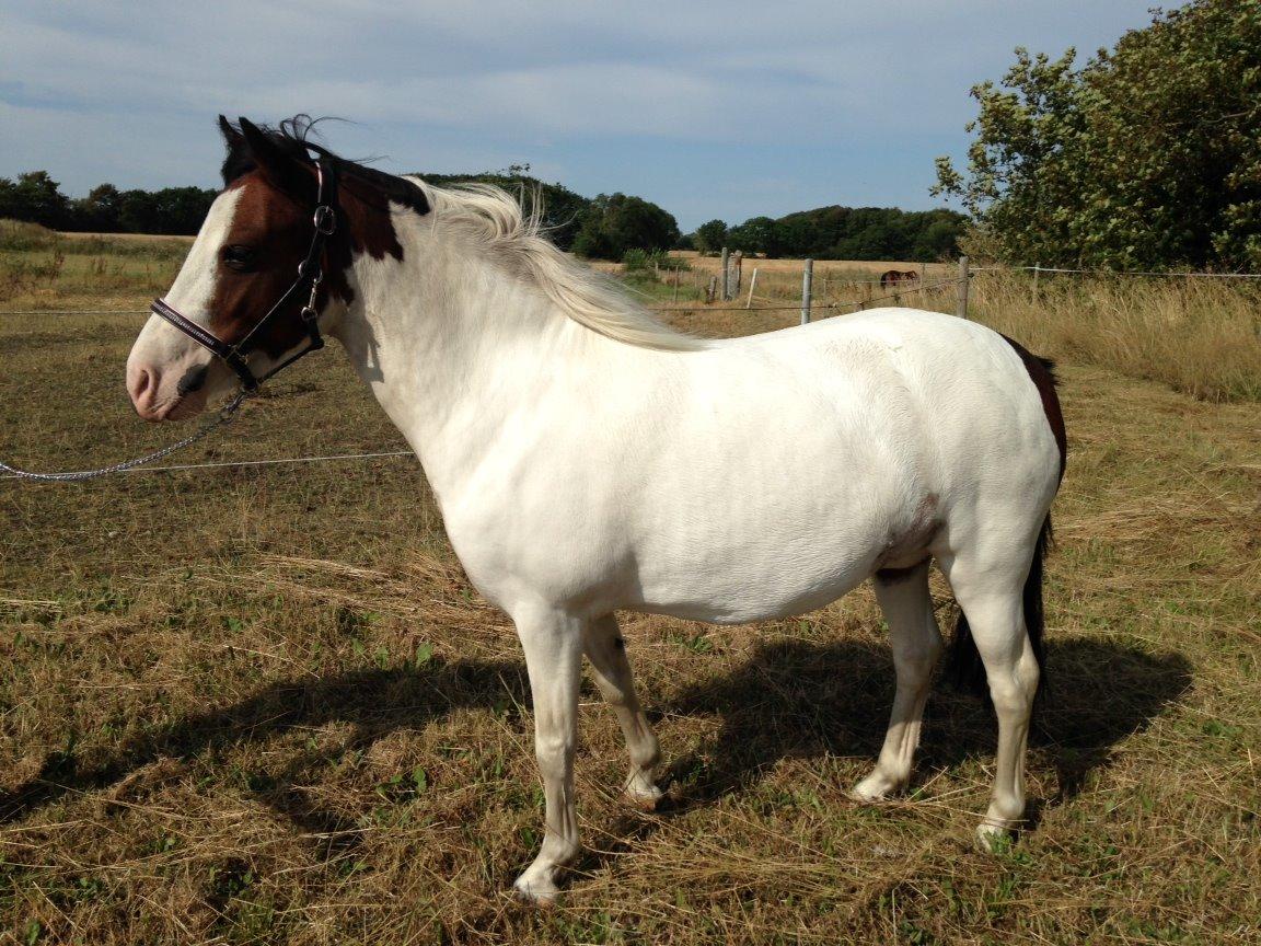 Anden særlig race Chanell billede 17