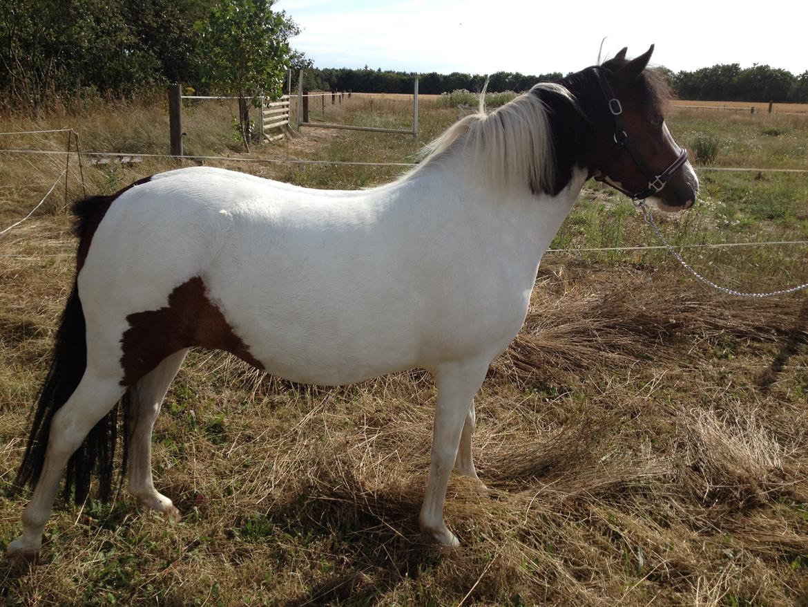 Anden særlig race Chanell billede 15