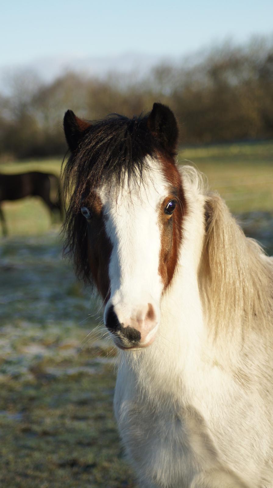 Anden særlig race Chanell billede 2