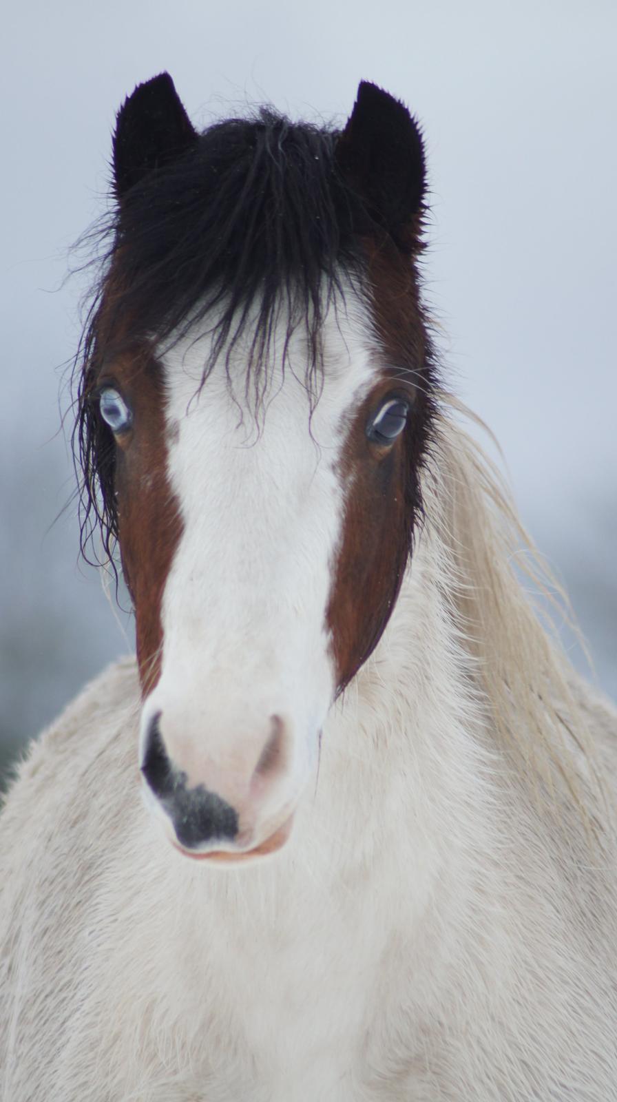 Anden særlig race Chanell billede 8