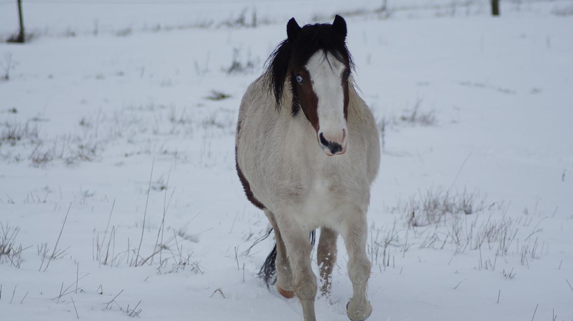 Anden særlig race Chanell billede 14
