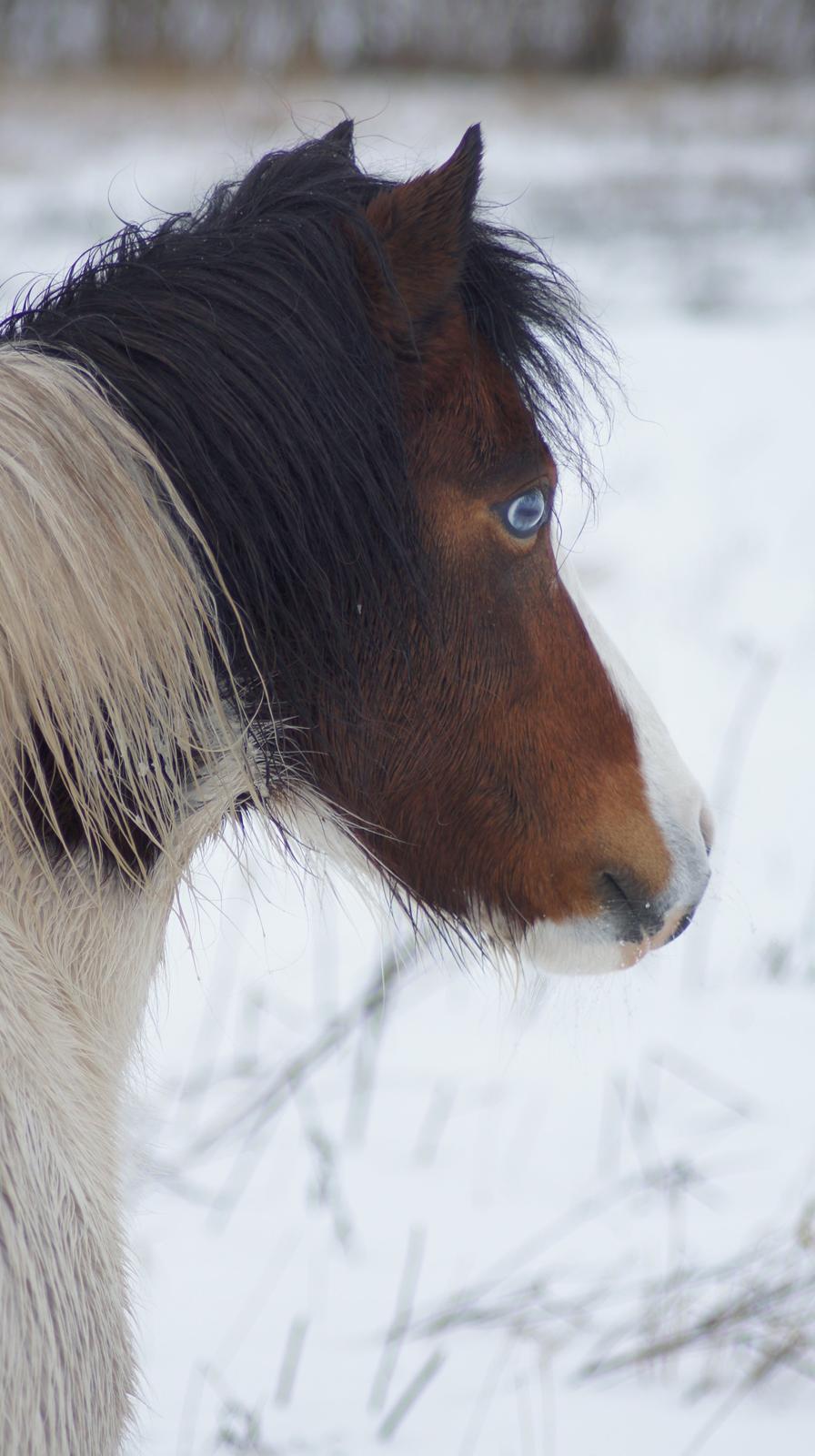 Anden særlig race Chanell billede 16