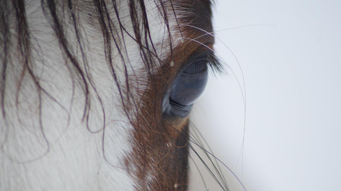 Anden særlig race Chanell billede 11