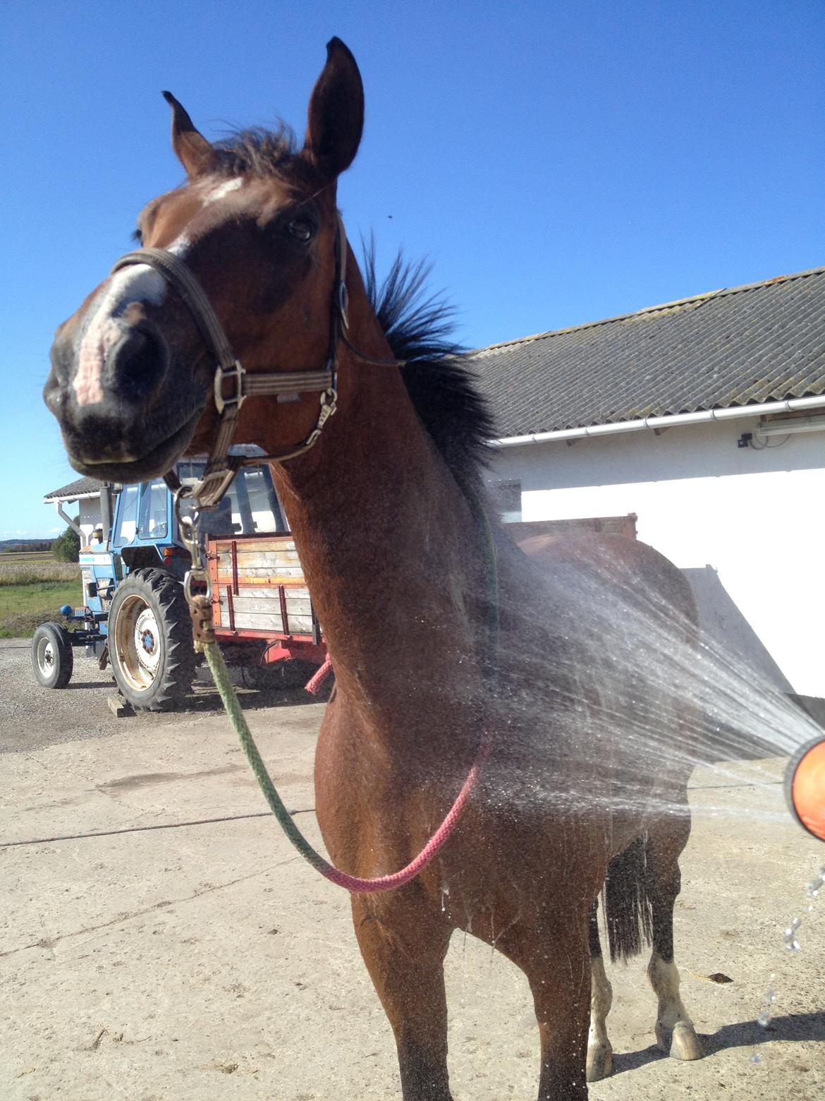 Hollandsk Varmblod Umarla billede 12