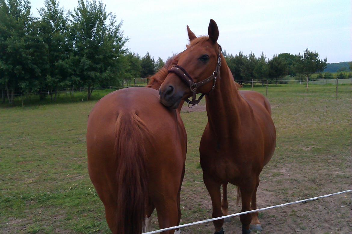 Trakehner Braveheart Graftebjerg billede 34