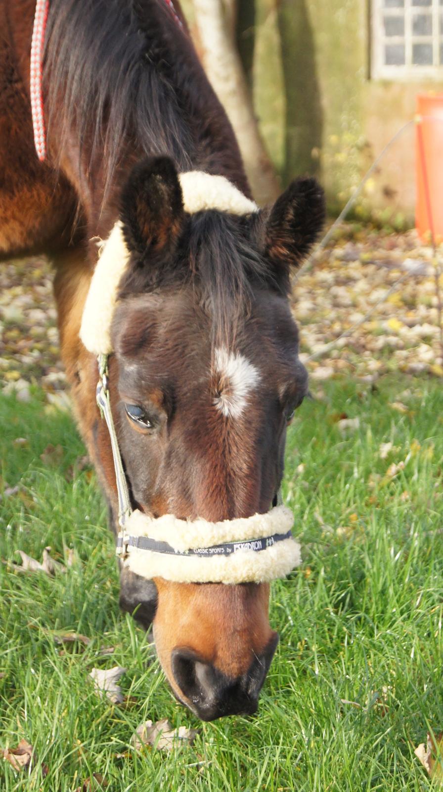 Traver Amadeo *R.I.P* - Min sidste dag før jeg fik fred billede 4