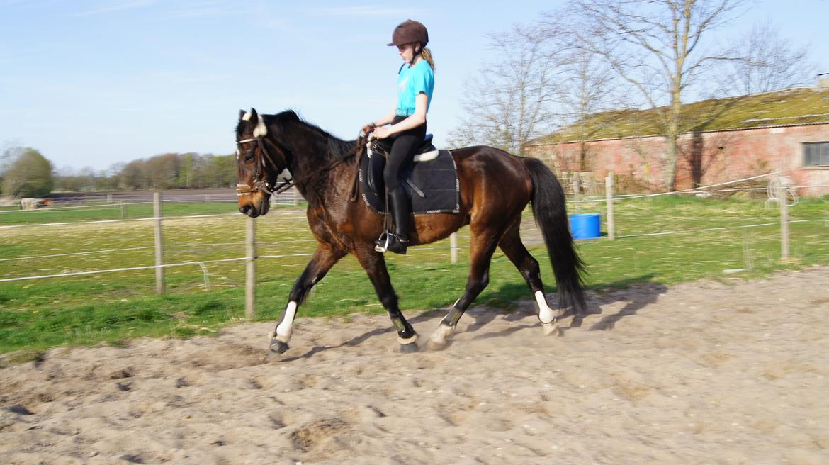 Traver Amadeo *R.I.P* - Dressur kunne jeg også billede 9