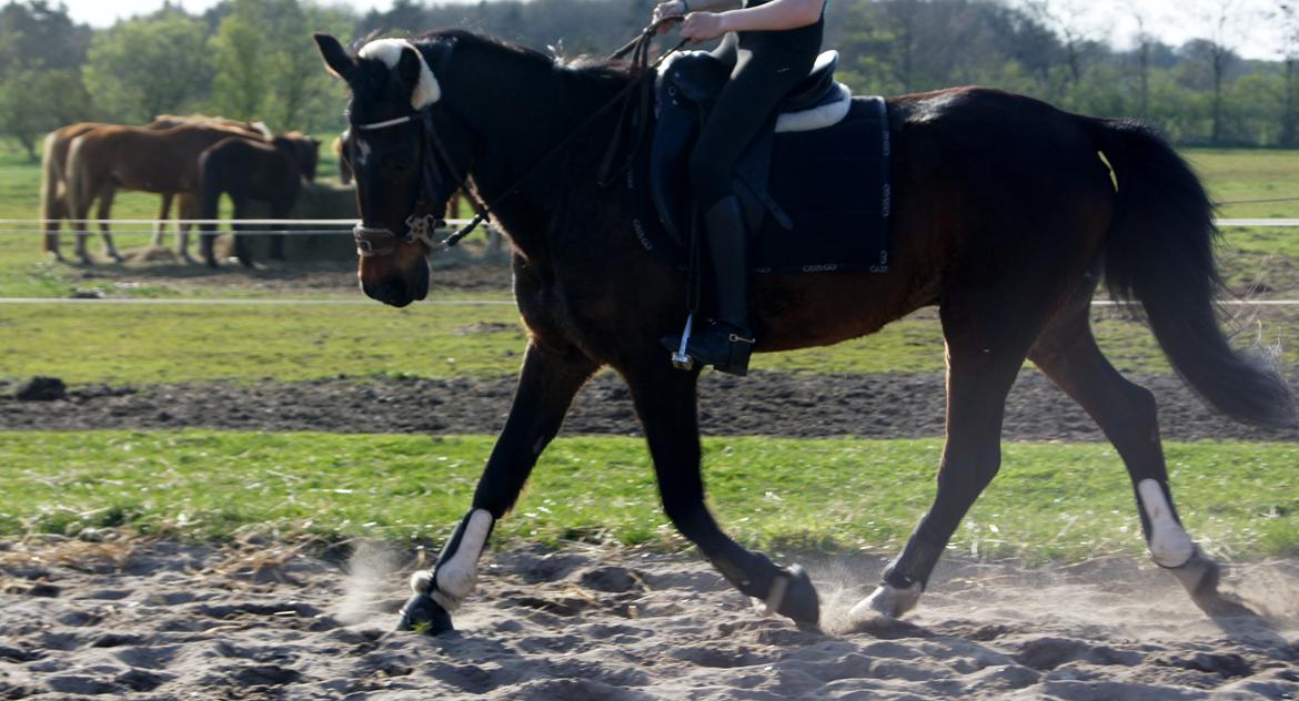 Traver Amadeo *R.I.P* billede 5