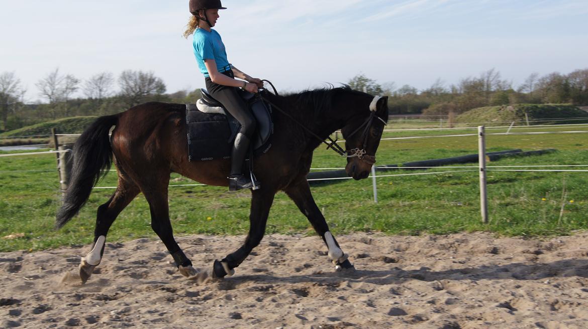 Traver Amadeo *R.I.P* - Jeg er ikke kun en springpony :P billede 10