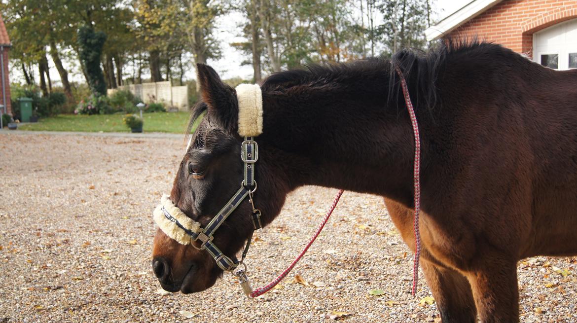 Traver Amadeo *R.I.P* - Min sidste gåtur på dagen, hvor jeg forlod jorden med ørene fremme billede 7