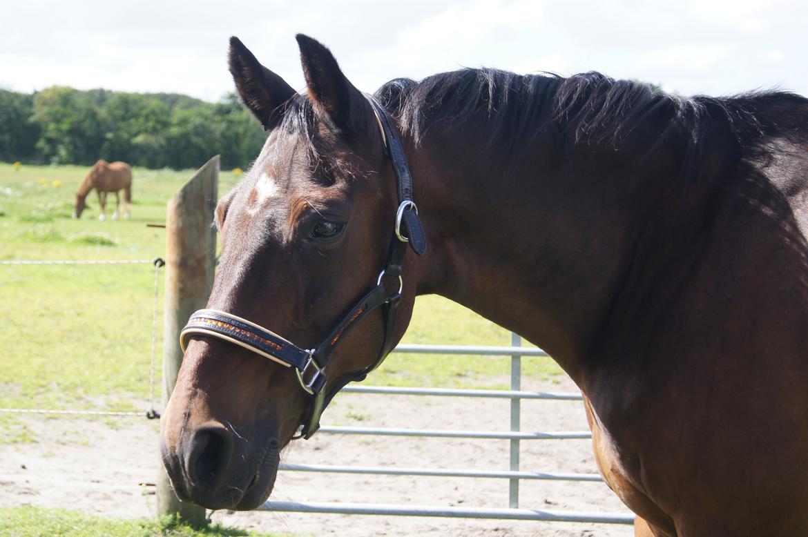 Traver Amadeo *R.I.P* - Jeg ligner næsten en hingst her! billede 15