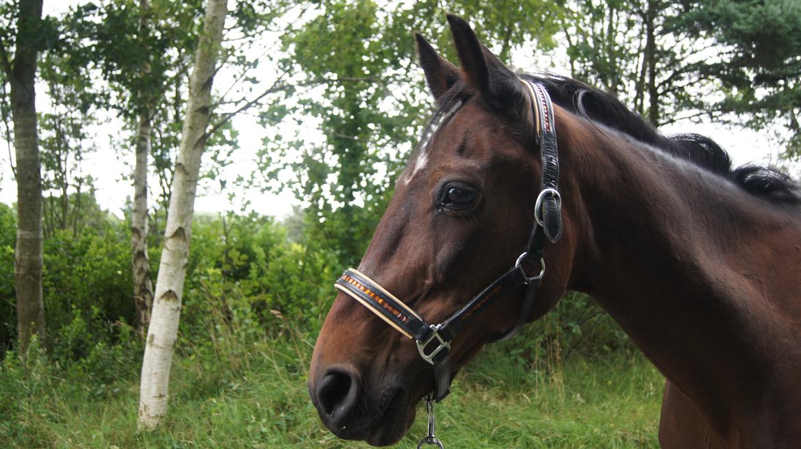 Traver Amadeo *R.I.P* billede 12