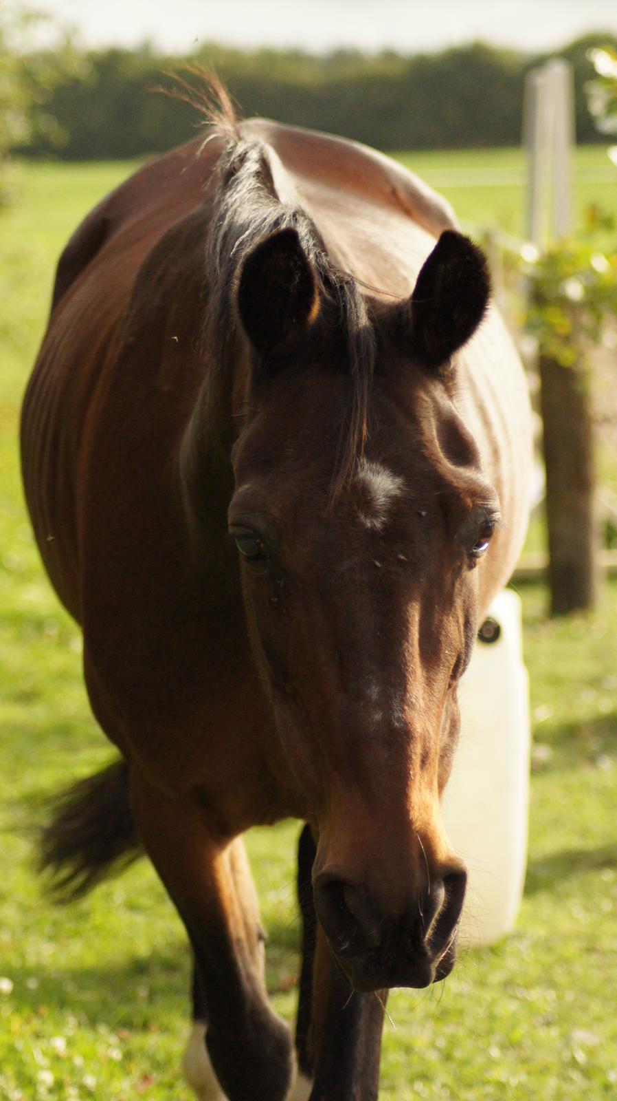 Traver Amadeo *R.I.P* billede 17