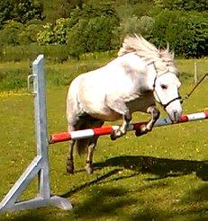 Anden særlig race Silas billede 18