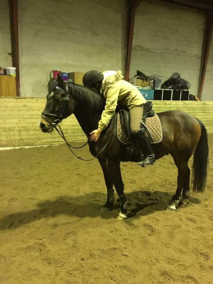 Welsh Cob (sec D) Tongerveld's Amor billede 12