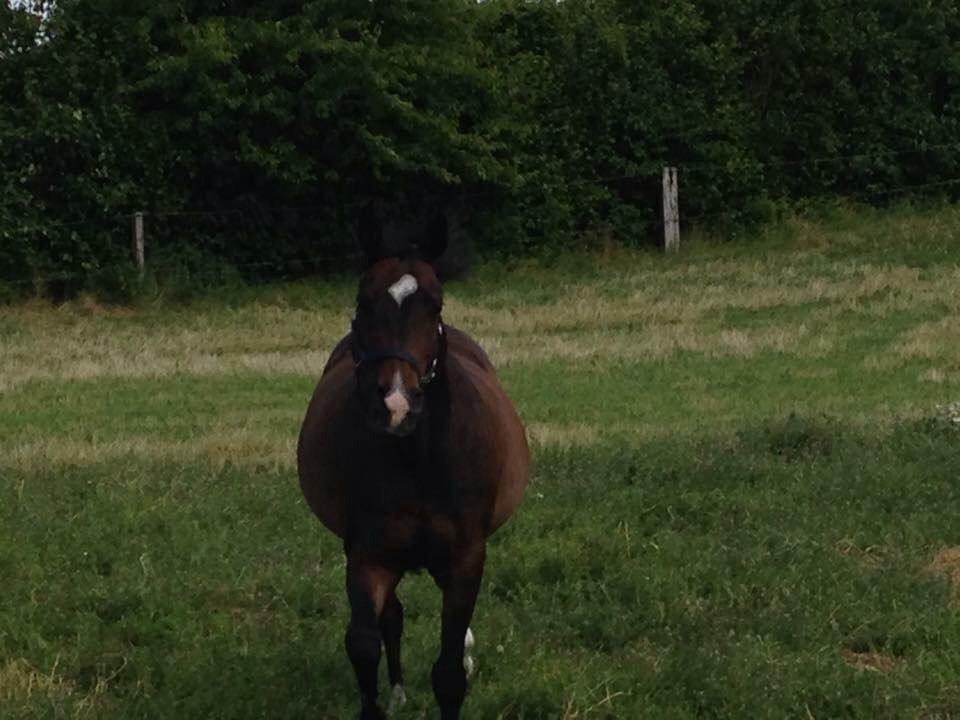 Welsh Cob (sec D) Tongerveld's Amor billede 15