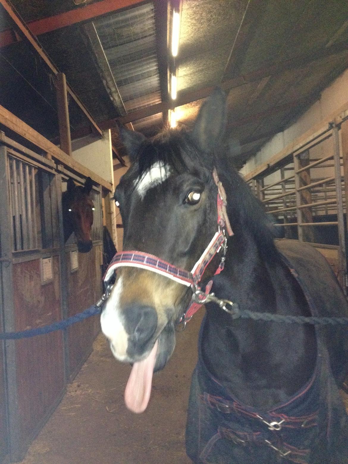 Welsh Cob (sec D) Tongerveld's Amor billede 17