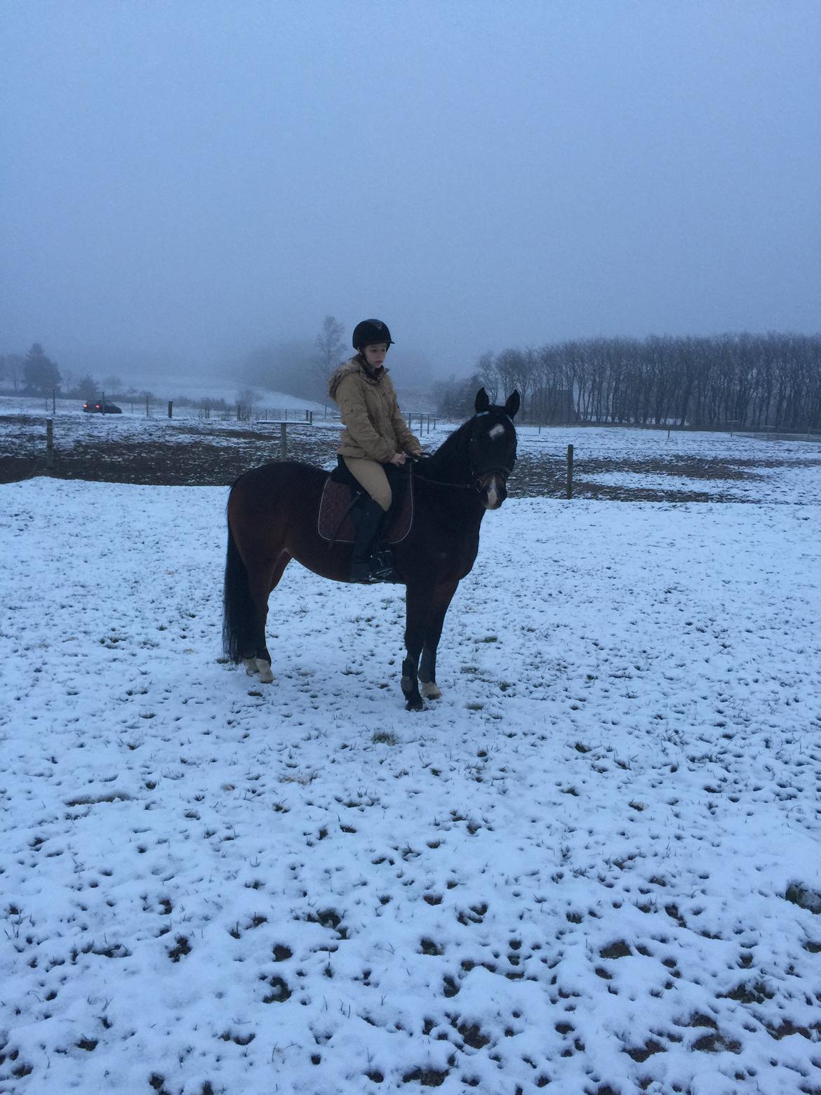 Welsh Cob (sec D) Tongerveld's Amor billede 18