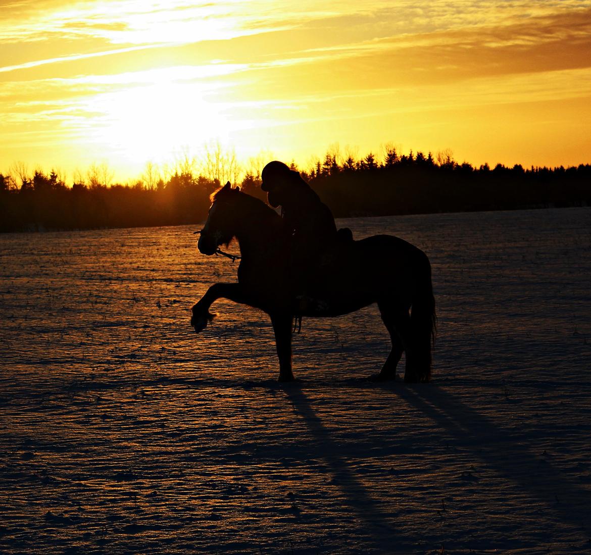 Anden særlig race Hesdalskær's Victoria - Januar 2015 | My love ♥. billede 5