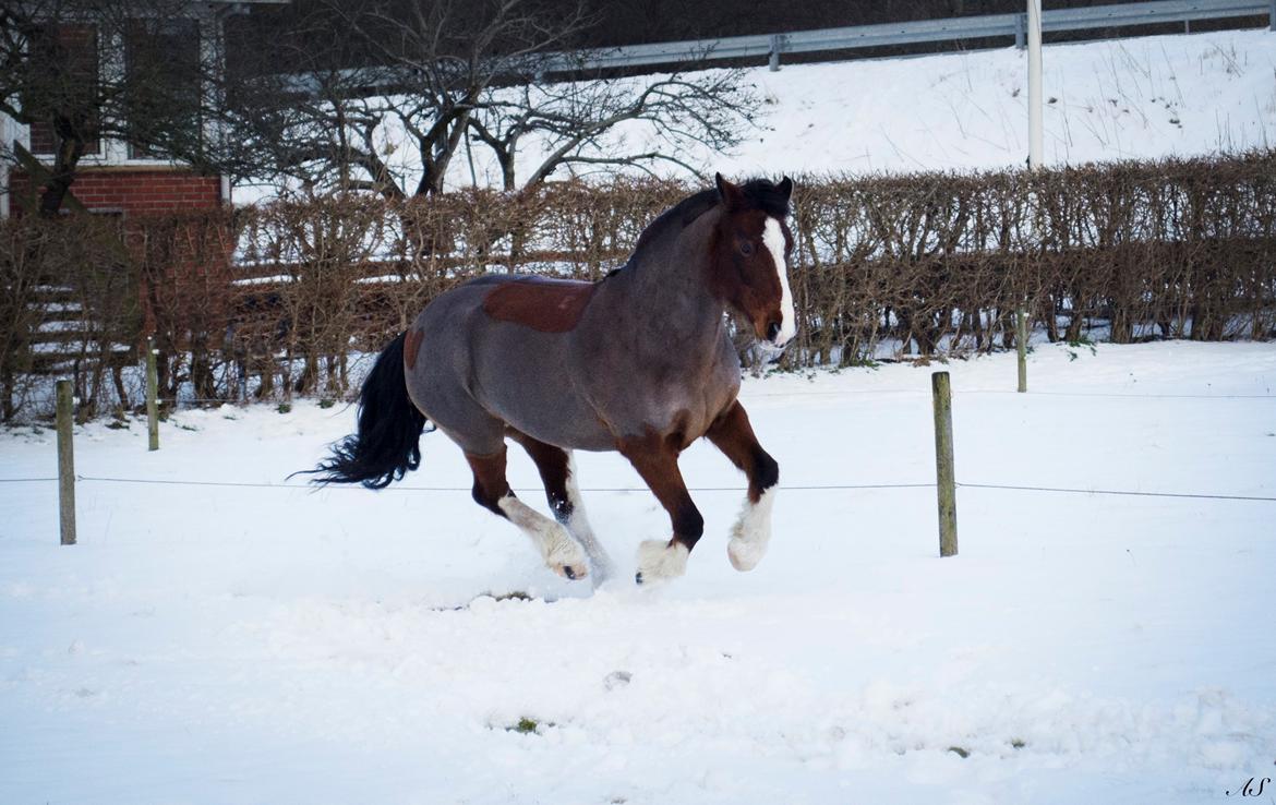 Anden særlig race Hesdalskær's Victoria - Januar 2015 | Vicce hygger sig det nye sted ♥. billede 6