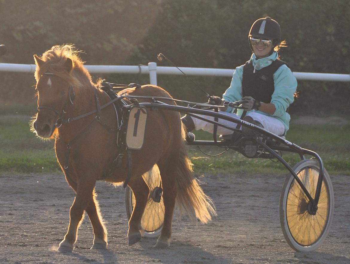 Shetlænder Lukas *Låner* - 5 sejre på 7 starter <3 billede 1