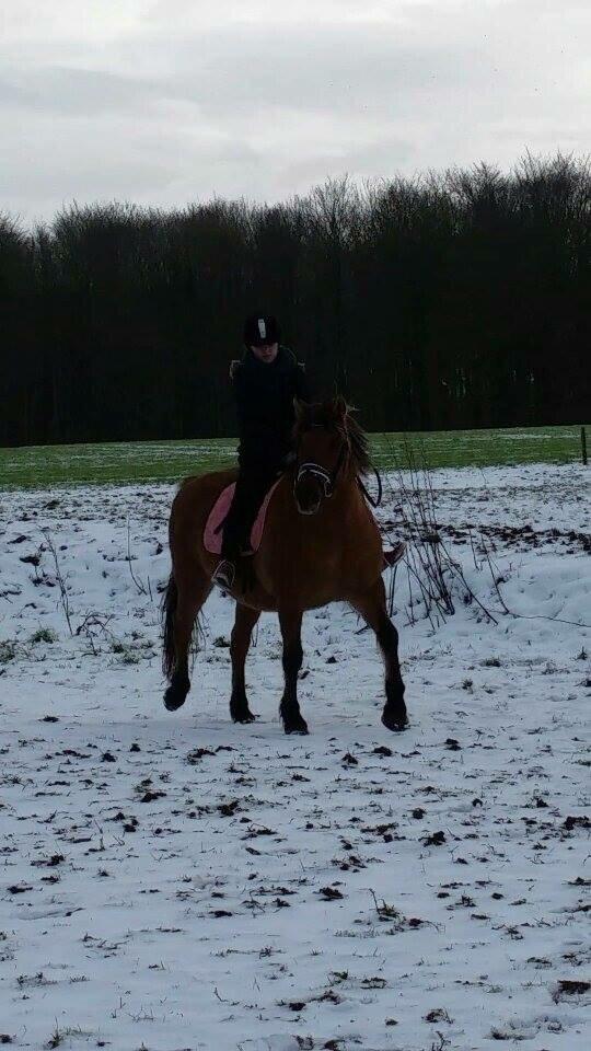 Anden særlig race Tøsen<3 billede 12