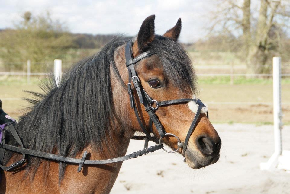 Anden særlig race Snuske billede 1