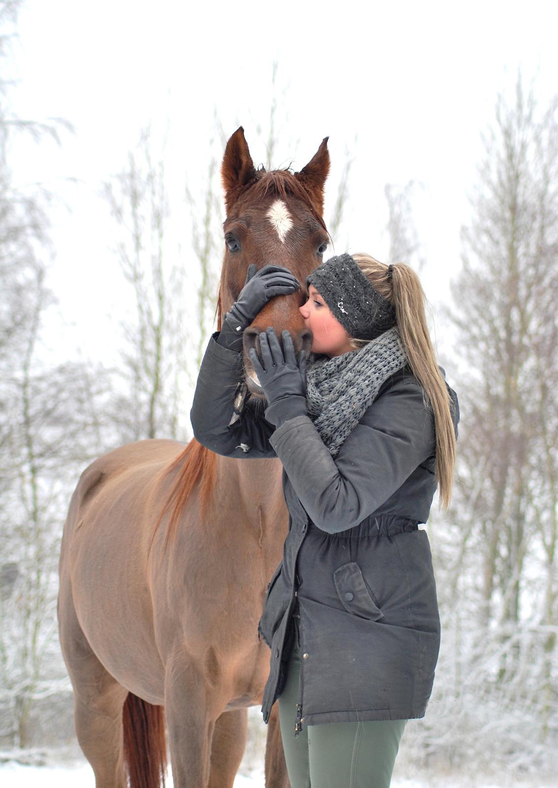 Sportsaraber (A) kashmir billede 23