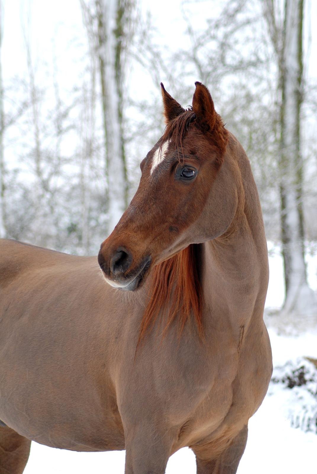 Sportsaraber (A) kashmir billede 24