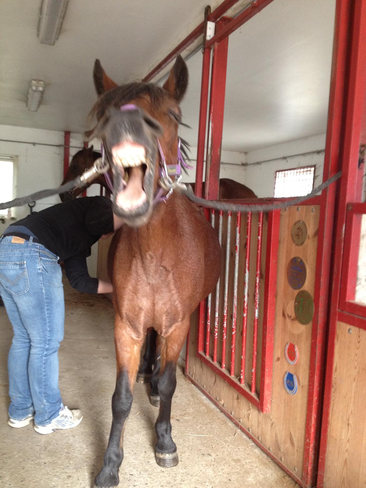 Anden særlig race Snuske - Snuske til massage billede 14