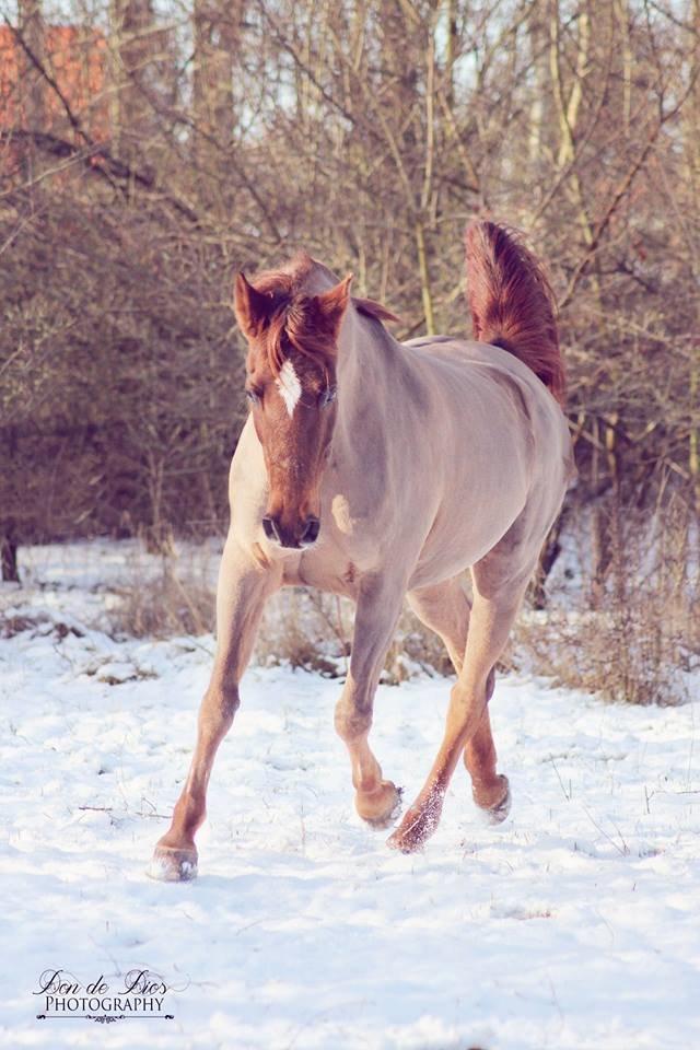 Sportsaraber (A) kashmir billede 25