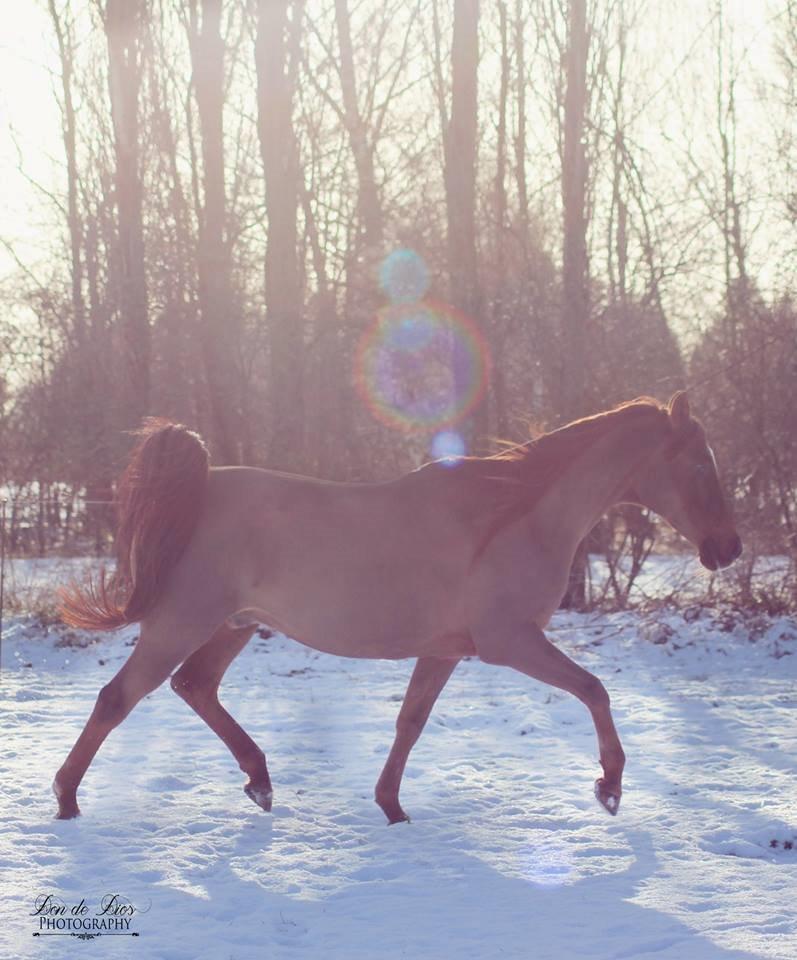 Sportsaraber (A) kashmir billede 28