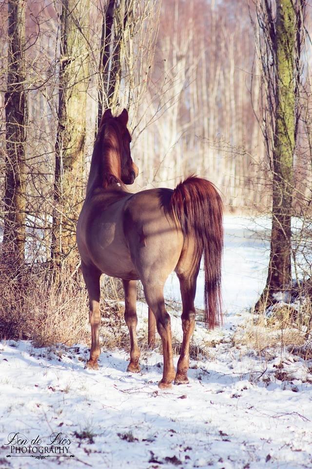 Sportsaraber (A) kashmir billede 32