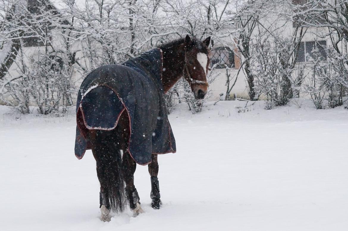 New Forest Remontes Free Fantasy billede 11