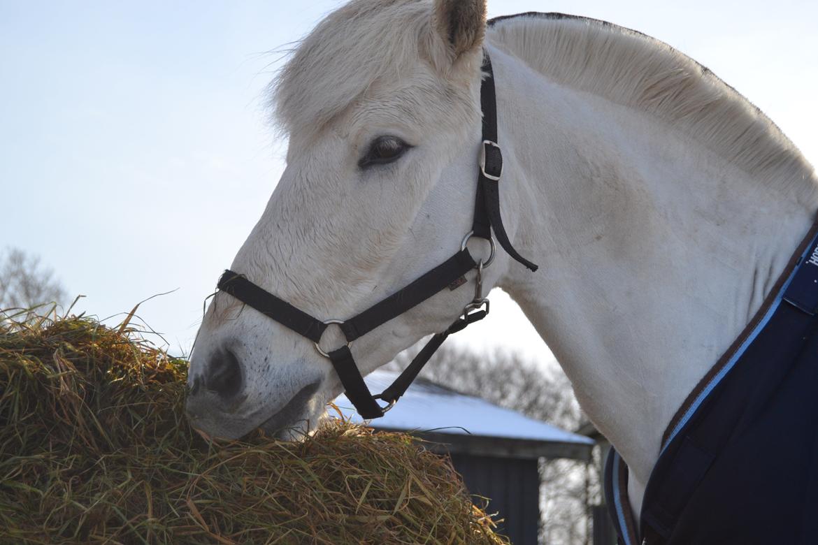 Fjordhest Lyngholms Arcon - Smukkeste bassemand billede 21