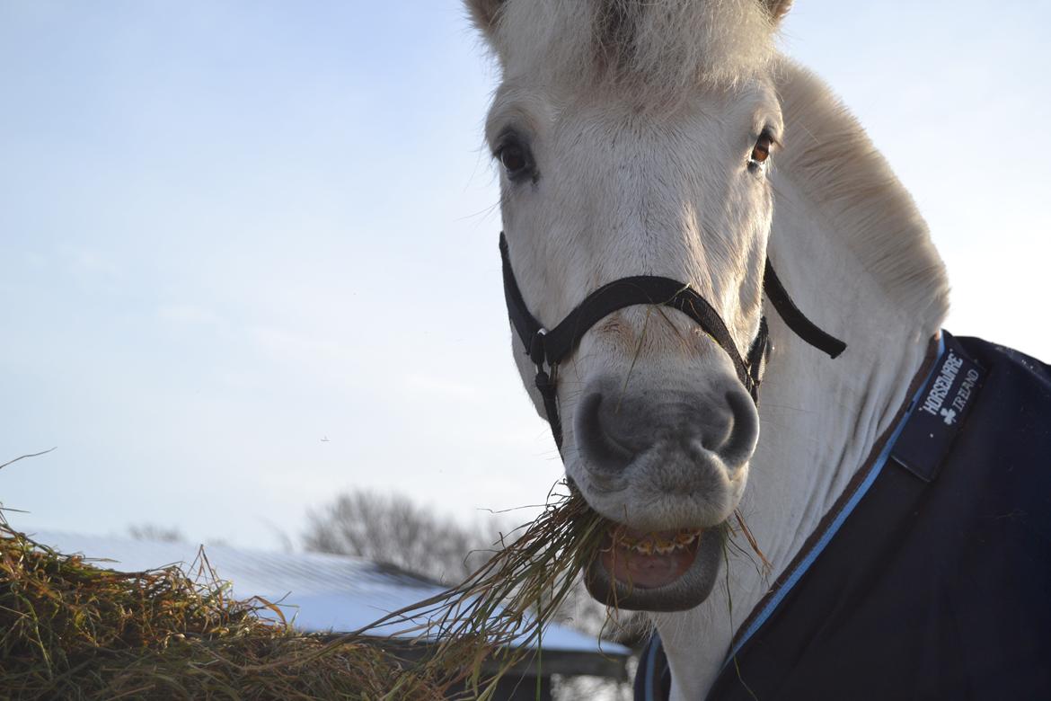 Fjordhest Lyngholms Arcon billede 41