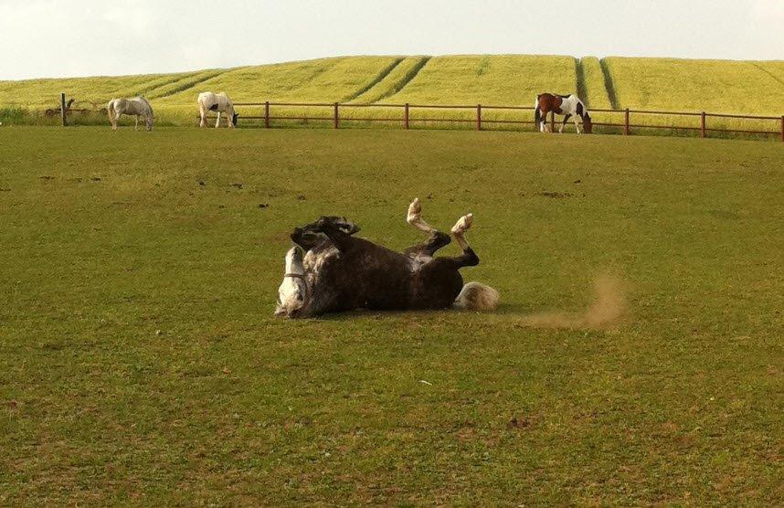 Holstener Willow billede 1