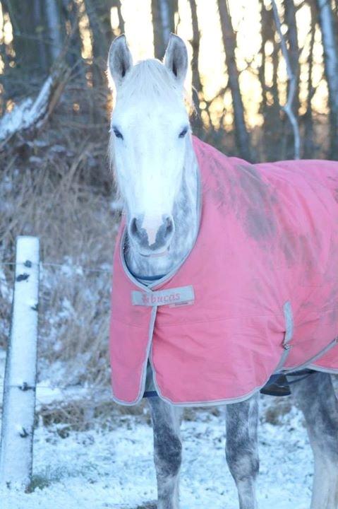 Holstener Willow billede 2