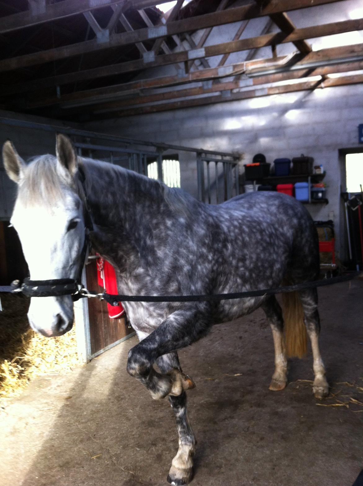 Holstener Willow billede 4