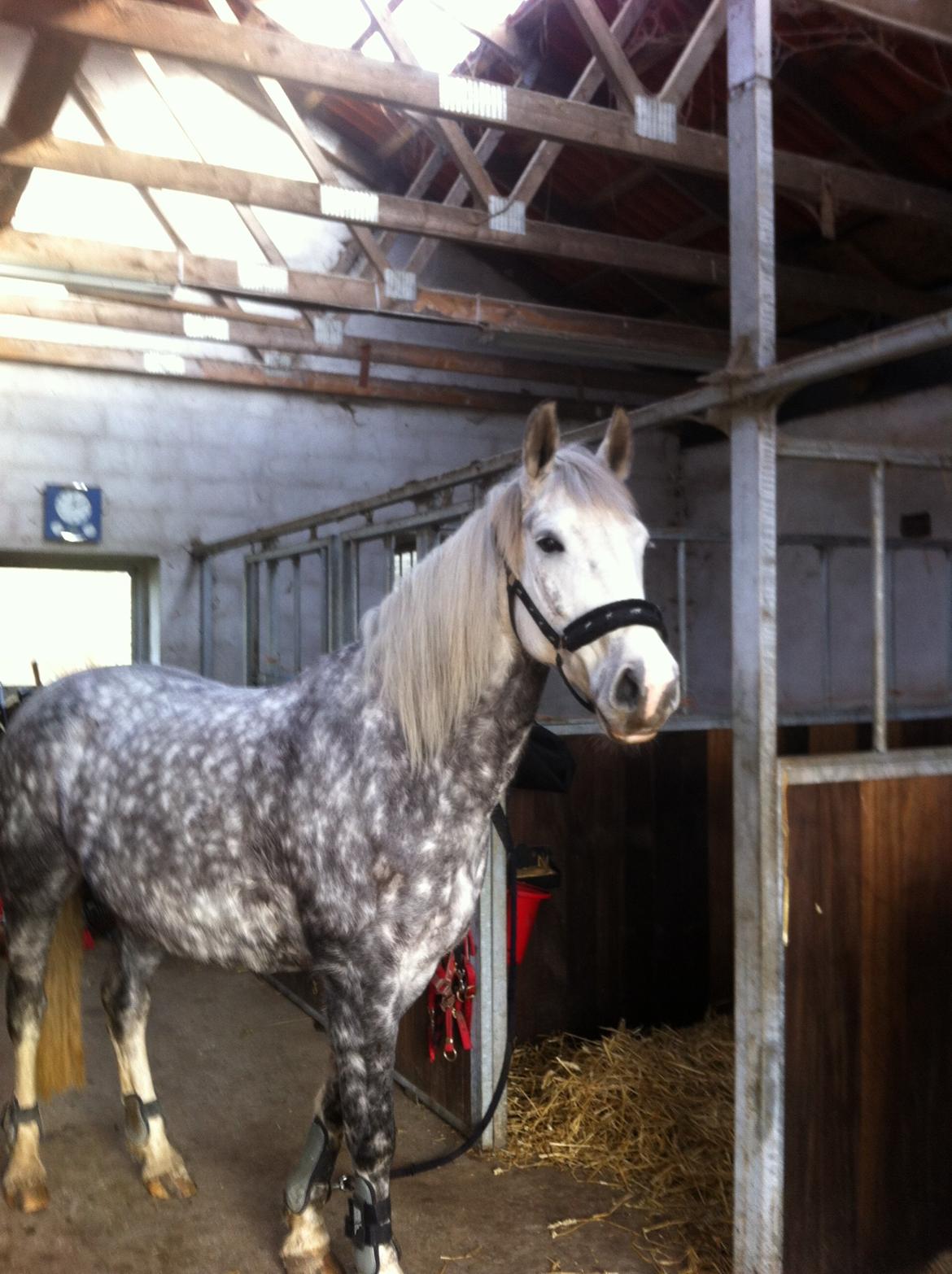 Holstener Willow billede 5