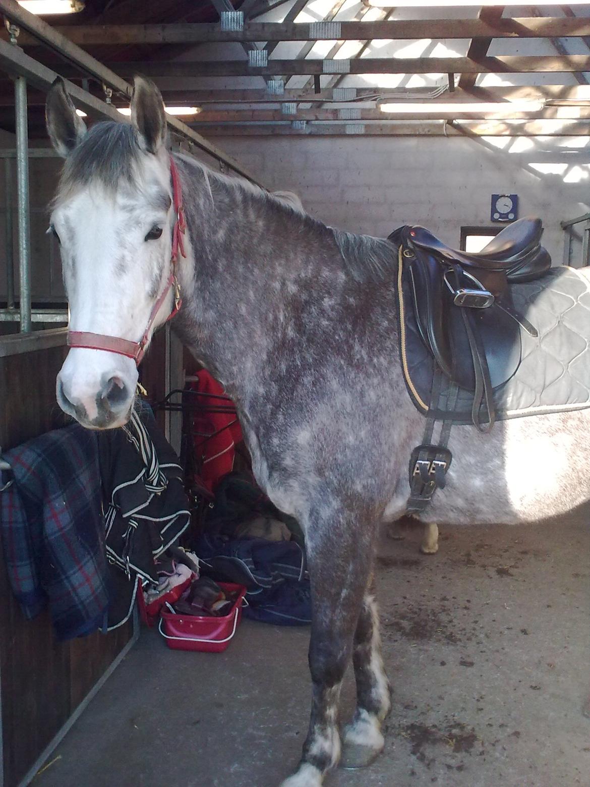 Holstener Willow billede 6