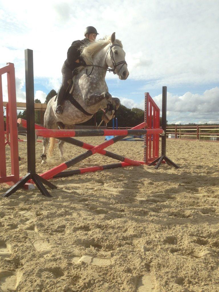 Holstener Willow billede 7